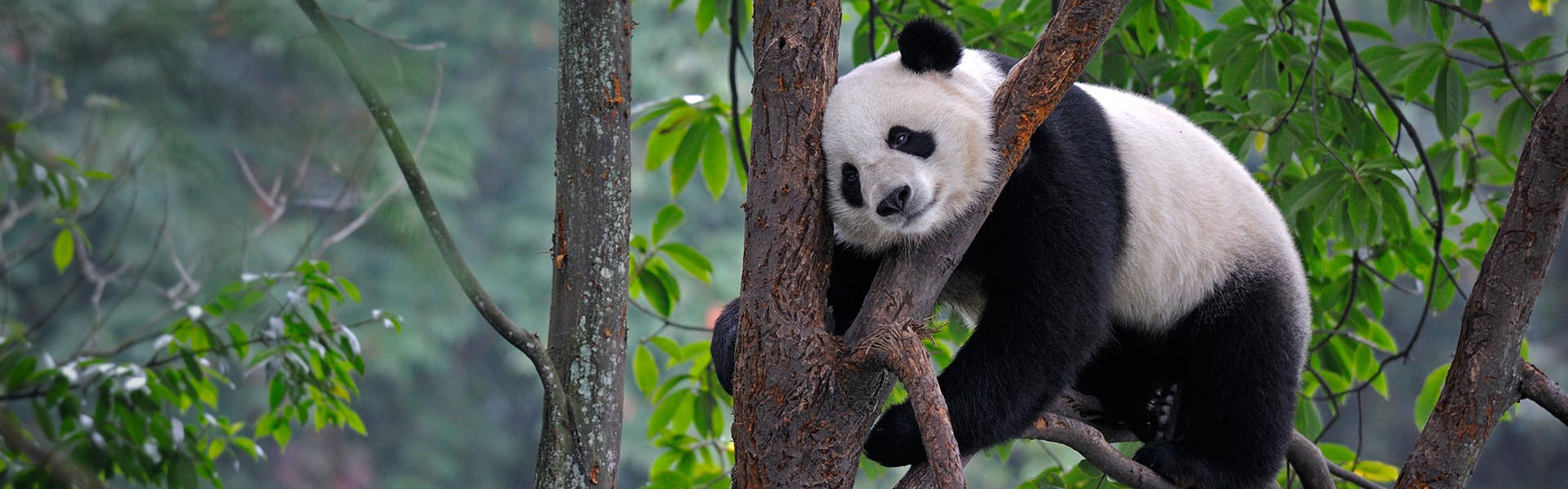 Giant Pandas, a national treasure of China