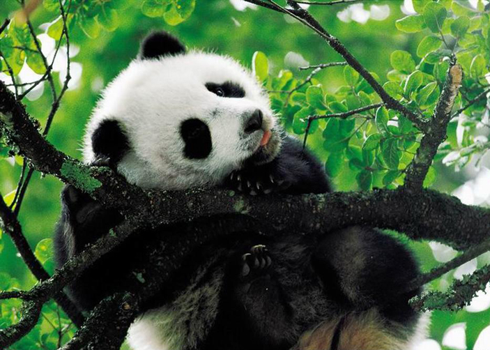 13 Days China Tibet Tour with Lovely Pandas