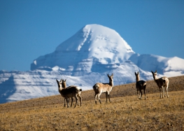 15 Days Mt.Kailash Pilgrimage Trek Tour