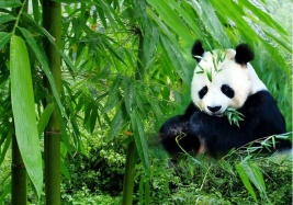 13 Days China Panda Train Tour with Yangtze Cruise